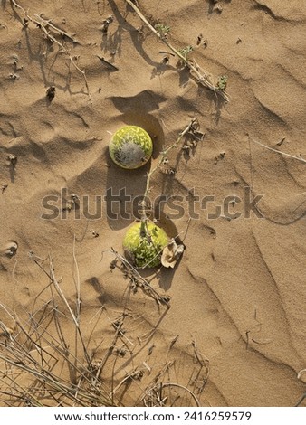 low angle drone shot aerial view photograph of beach side sand desert plants running over land sea ocean view sky clouds empty negative space wallpaper background isolated calm UAE