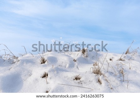 Tufts of grass sticking out of the snow in January during sunny winter weather.
