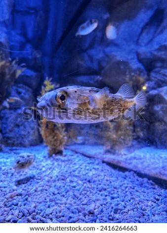 Collection of puffer fish at the Jakarta Aquarium, Neo Soho mall, Jakarta. A puffer fish in an aquarium that looks smiling.