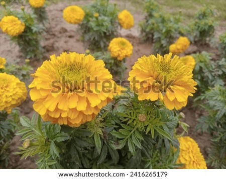 Marigold flowers (Tagetes) are vibrant and colorful blooms