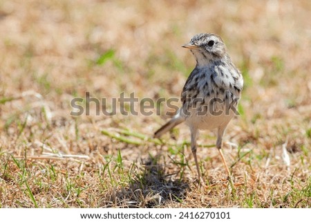 Berthelot's pipit (Anthus berthelotii) is a small passerine bird which breeds in Madeira and the Canary Islands Royalty-Free Stock Photo #2416270101
