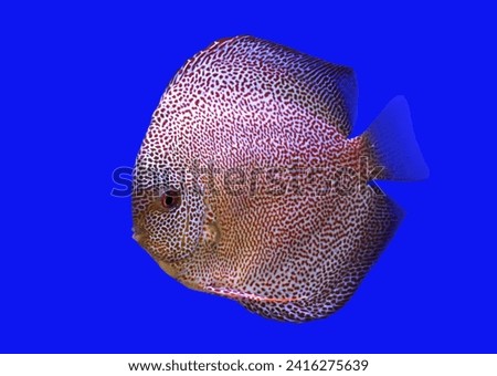 Tiger snakeskin (Leopard ) discus (Pompadour fish) on isolated blue background. Symphysodon aequifasciatus is freshwater cichlids fish native to the Amazon river, South America. 