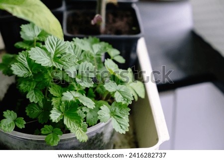 Seedlings of strawberry are grown on the windowsill in a flower pot at home against the window background. Springtime gardening. Fresh greenery. Eco cultivation of organic food. Planting hobby. Royalty-Free Stock Photo #2416282737