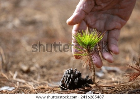 Young seedling close up shot of pine cone from conifer tree with human hand for new growth and hope for natural forest rewilding, reforestation and environmental conservation Royalty-Free Stock Photo #2416285487