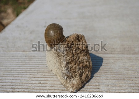 A snail that dies until only its shell remains