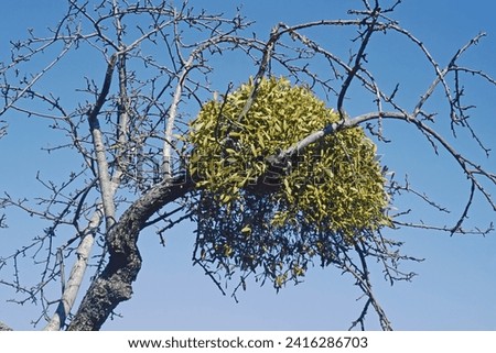 European mistletoe growing on a pear tree, winter,  Viscum album; Santalaceae