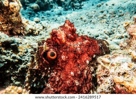 photo of octorpus under the sea in taiwan