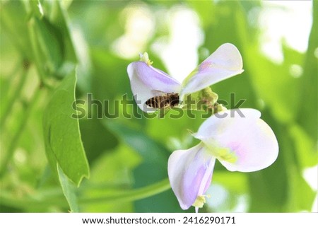 this bee as a pollinator she always approaches beautiful and beautiful flowers as in the picture of purple long bean plant flowers that are blooming in the morning
