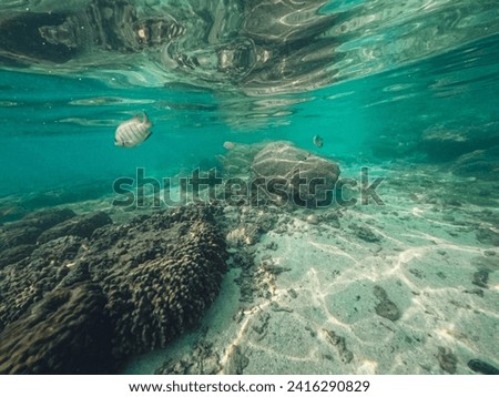 photo of diver and fishes under the sea