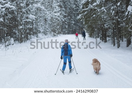 A woman and a dog run together on skis in winter in the park.