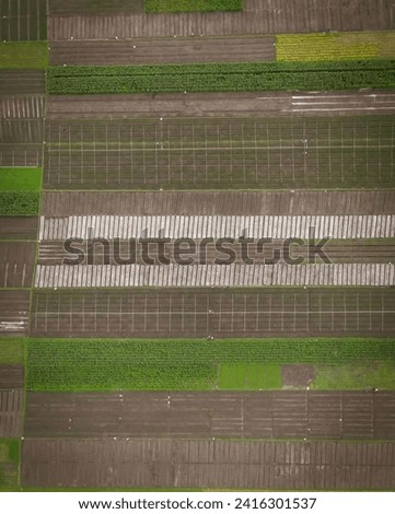 views of rice fields in the form of crops that have been harvested and plants that are still growing

