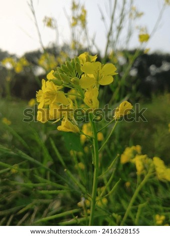 Mustard flower picture and outside yellow green bluer view that's a awesome combination picture.  