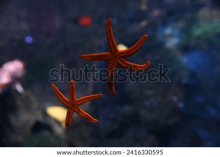 Beautiful red starfish swimming in the aquarium. Royalty-Free Stock Photo #2416330595