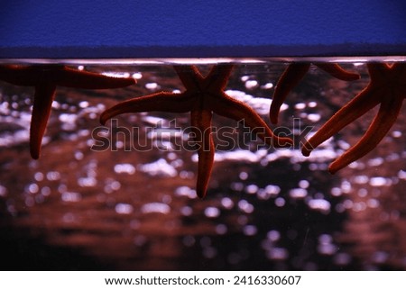 Beautiful red starfish swimming in the aquarium. Royalty-Free Stock Photo #2416330607