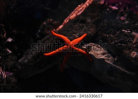 Beautiful red starfish swimming in the aquarium. Royalty-Free Stock Photo #2416330617