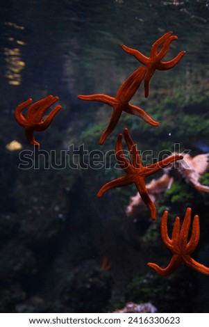 Beautiful red starfish swimming in the aquarium. Royalty-Free Stock Photo #2416330623