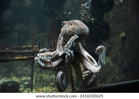 Beautiful octopus swimming in the aquarium.