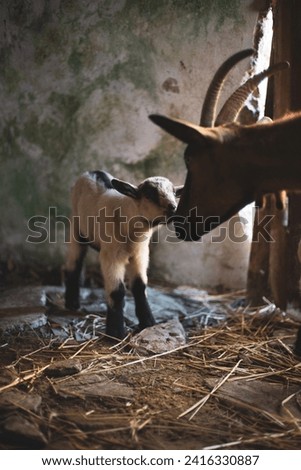 Little goat and her mom, kisses, sunset light