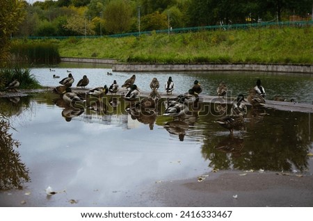 ducks near a pond in the park