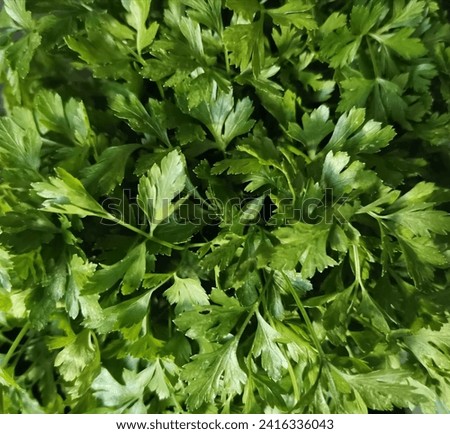 Parsley is a versatile herb often used as a garnish or ingredient in various dishes for its fresh flavor and vibrant green color.
