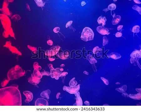 a picture of a jellyfish in an aquarium