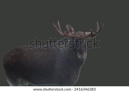 Large male moose. Wild animals and nature. Unique image for decoration