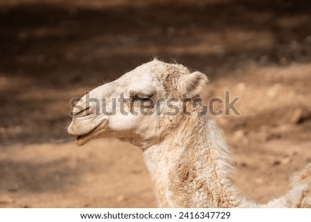 The camel in the cage at zoo. A camel is an even-toed ungulate in the genus Camelus that bears distinctive fatty deposits known as "humps" on its back. Royalty-Free Stock Photo #2416347729