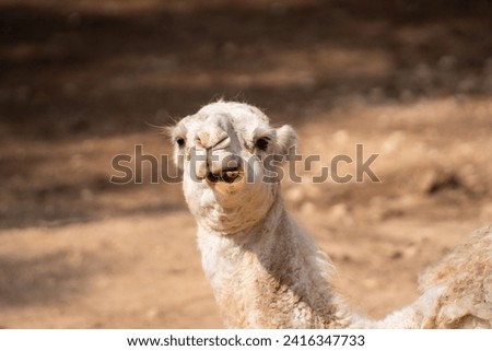 The camel in the cage at zoo. A camel is an even-toed ungulate in the genus Camelus that bears distinctive fatty deposits known as "humps" on its back. Royalty-Free Stock Photo #2416347733