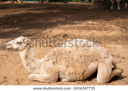 The camel in the cage at zoo. A camel is an even-toed ungulate in the genus Camelus that bears distinctive fatty deposits known as "humps" on its back. Royalty-Free Stock Photo #2416347735
