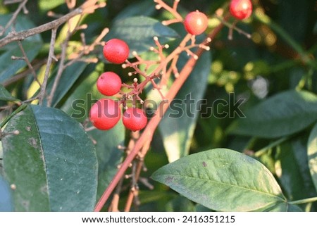 Treviso, Italy - 01 01 2024: Red berries