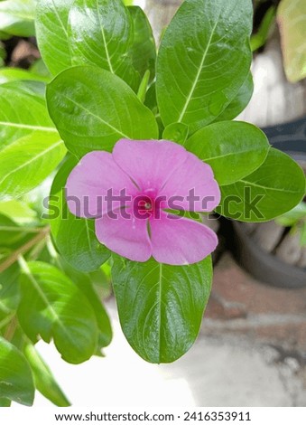a pink vinca or tapak dara flower on a leaf background