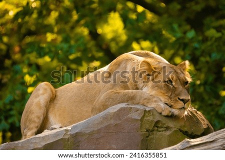 lioness in bright golden rays setting sun. Close-up. Love and tenderness king of beasts. Nature yellow background with wild animals