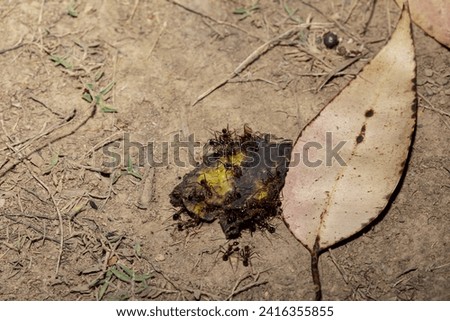 Carpenter ants (Camponotus gibber) large endemic ant indigenous to many forested parts of world. Species endemic to Madagascar. large endemic Madagascar ants eat banana peels Royalty-Free Stock Photo #2416355855