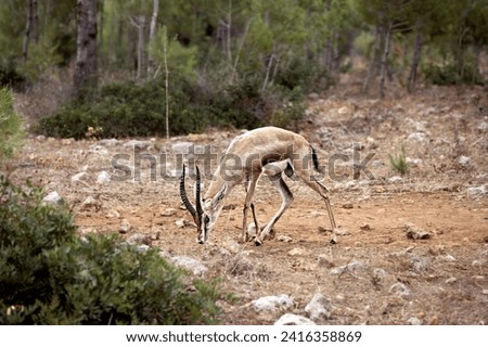 Nanger granti - Grant's Gazelle