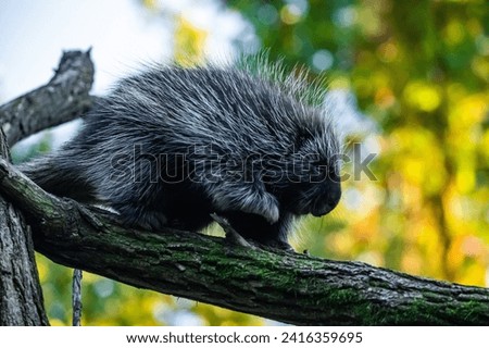 Erethizontidae, north american porcupine, climbing over trees and branches. Lives in North America, United States USA and Canada. Berlin zoo