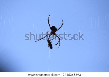 a spider on a spider web and a blue sky
