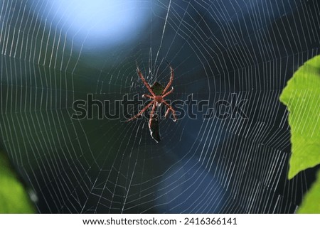a spider that is preying on food in its web