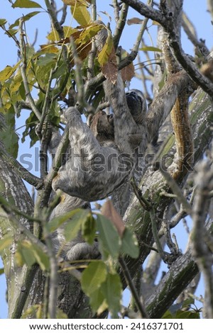 Brown throated Three toed Sloth, Bradypus variegatus, in a tree with juvenile, Amazon basin, Brazil Royalty-Free Stock Photo #2416371701