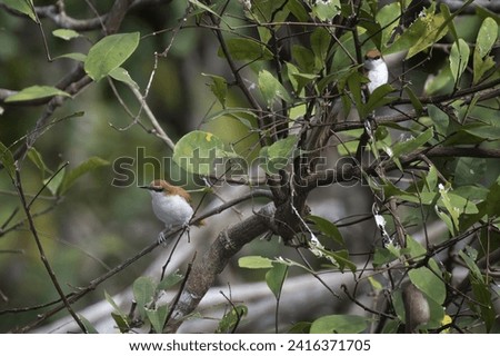 Red and white Spinetail, Certhiaxis mustelinus, Amazon Basin, Brazil