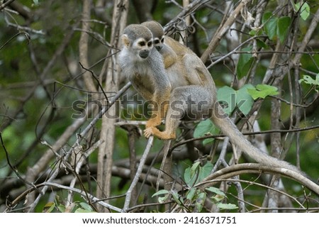 Golden-backed squirrel monkey, Saimiri ustus, carrying a juvenile on the back, Amazon basin, Brazil Royalty-Free Stock Photo #2416371751