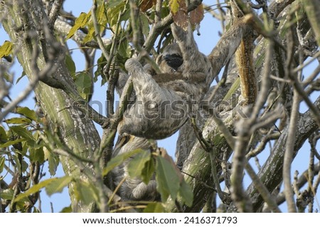 Brown throated Three toed Sloth, Bradypus variegatus, in a tree, Amazon basin, Brazil Royalty-Free Stock Photo #2416371793