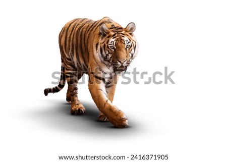 A tiger walks assertively against a stark white backdrop, its gaze fixed and stance powerful