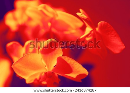 Blooming color orchids, flowering plants, colored background for text, red and orange photo