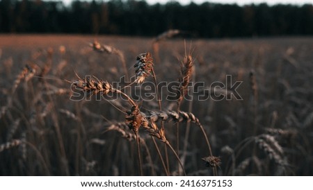 wheat ears close background summer field