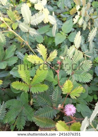 Mimosa pudica leaves among the grass with blooming pink flowers