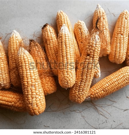 Corn is a versatile cereal grain commonly used as food for humans and livestock. It's a staple in many diets and has various applications, from cornmeal to corn syrup.