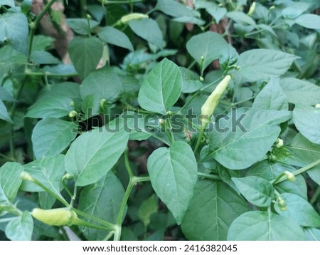 vegetable, plant, nature, natural, seedings, tree, garden, young tree, weed, food,agriculture, park, leaf, Thailand,picture, Asian, background 