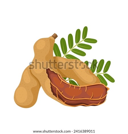 Vector illustration of tamarind or tamarindus indica, with green leaves, isolated on white background. Royalty-Free Stock Photo #2416389011