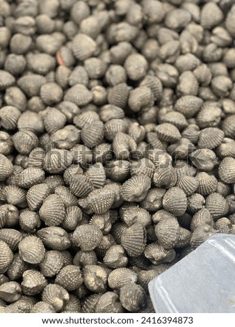 a photography of a pile of clams sitting on top of a pile of dirt.