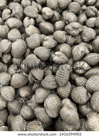 a photography of a pile of clams sitting on top of a table.